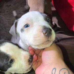 Meet your Posher, Yuri